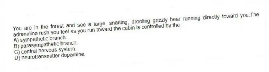 You are in the forest and see a large, snarling, drooling grizzly bear running directly toward you.The adrenaline rush you feel as you run toward the cabin is controlled by the
A) sympathetic branch.
B) parasympathetic branch.
C) central nervous system.
D) neurotransmitter dopamine.