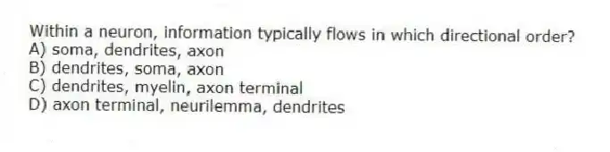 Within a neuron, information typically flows in which directional order?
A) soma, dendrites, axon
B) dendrites, soma, axon
C) dendrites, myelin, axon terminal
D) axon terminal, neurilemma, dendrites