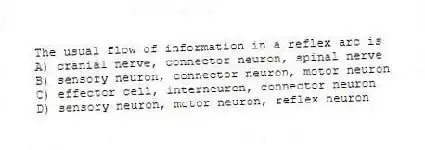 The usual flow of information in a reflex arc is
A) cranial nerve, connector neuron, spinal nerve
B) sensory neuron, connector neuron, motor neuron
C) effector cell, interneuron, connector neuron
D) sensory neuron, motor neuron, reflex neuron