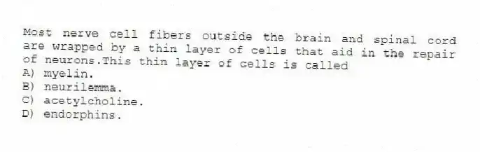 Most nerve cell fibers outside the brain and spinal cord are wrapped by a thin layer of cells that aid in the repair of neurons.This thin layer of cells is called
A) myelin.
B) neurilemma.
C) acetylcholine.
D) endorphins.
