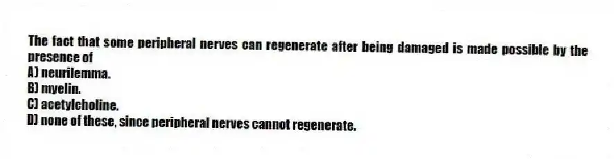 The fact that some peripheral nerves can regenerate after being damaged is made possible by the presence of
A) neurilemma.
B) myelin.
C) acetylcholine.
D) none of these, since peripheral nerves cannot regenerate.