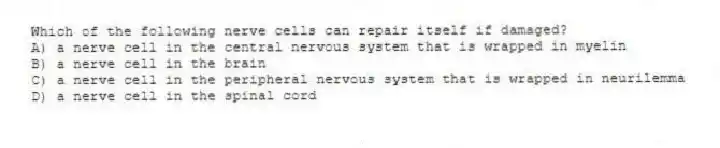 Which of the following nerve cells can repair itself if damaged?
A) a nerve cell in the central nervous system that is wrapped in myelin
B) a nerve cell in the brain
C) a nerve cell in the peripheral nervous system that is wrapped in neurilemma
D) a nerve cell in the spinal cord