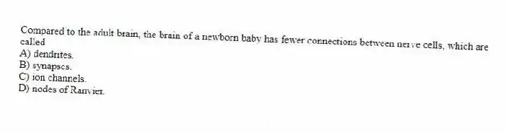 Compared to the adult brain, the brain of a newborn baby has fewer connections between nerve cells, which are called
A) dendrites.
B) synapses.
C) ion channels.
D) nodes of Ranvier.