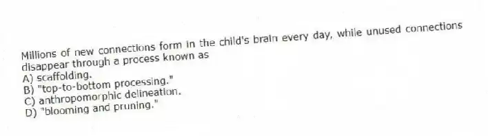 Millions of new connections form in the child's brain every day, while unused connections disappear through a process known as
A) scaffolding.
B) "top-to-bottom processing."
C) anthropomorphic delineation.
D) "blooming and pruning."