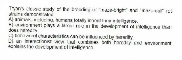 Tryon's classic study of the breeding of "maze-bright" and "maze-dull" rat strains demonstrated
A) animals, including, humans totally inherit their intelligence.
B) environment plays a larger role in the development of intelligence than does heredity.
C) behavioral characteristics can be influenced by heredity.
D) an interactionist view that combines both heredity and environment explains the development of intelligence.