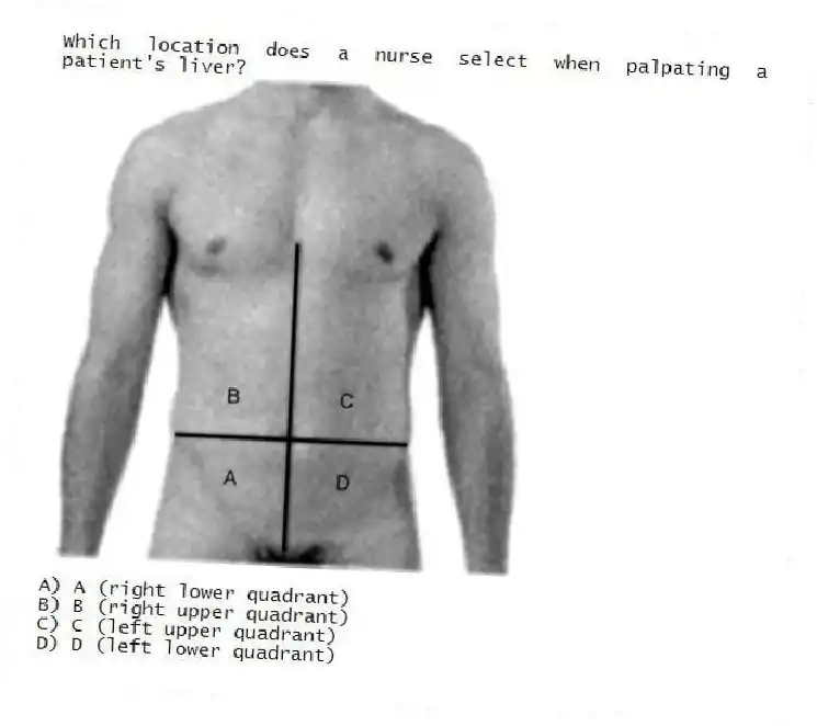 Which location does a nurse select when palpating a patient's liver?
A) A (right lower quadrant)
B) B (right upper quadrant)
C) C (left upper quadrant)
D) D (left lower quadrant)