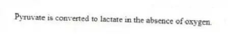 Pyruvate is converted to lactate in the absence of oxygen.