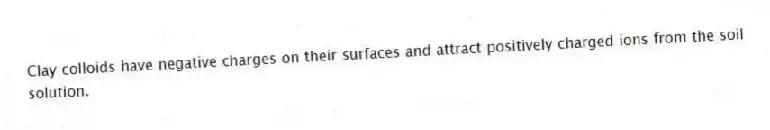 Clay colloids have negative charges on their surfaces and attract positively charged ions from the soil solution.