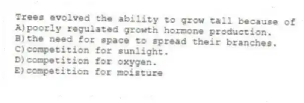 Trees evolved the ability to grow tall because of
A)poorly regulated growth hormone production.
B)the need for space to spread their branches.
C)competition for sunlight.
D)competition for oxygen.
E)competition for moisture