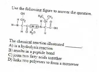 Use the following figure to answer the question.
The chemical reaction illustrated ________.
A) is a hydrolysis reaction
B) results in a peptide bond
C) joins two fatty acids together
D) links two polymers to form a monomer