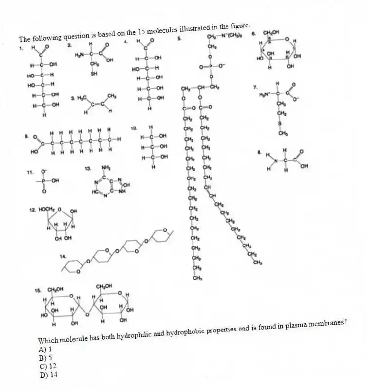 The following question is based on the 15 molecules illustrated in the figure.
Which molecule has both hydrophilic and hydrophobic properties and is found in plasma membranes?
A) 1
B) 5
C) 12
D) 14