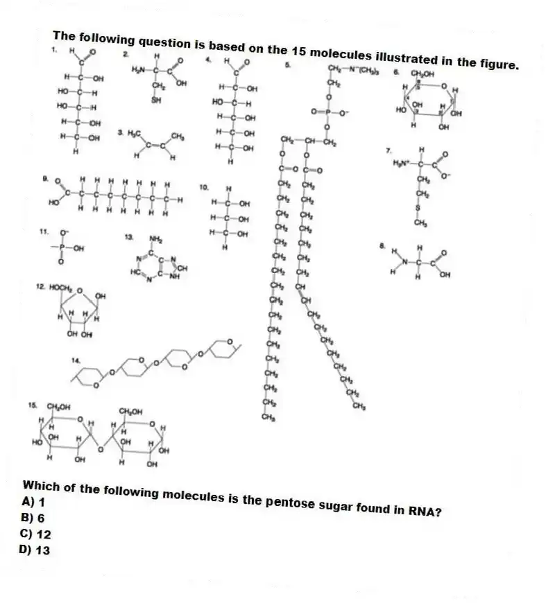 The following question is based on the 15 molecules illustrated in the figure.
Which of the following molecules is the pentose sugar found in RNA?
A) 1
B) 6
C) 12
D) 13