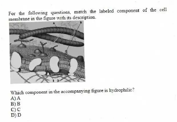 For the following questions, match the labeled component of the cell membrane in the figure with its description.
-
Which component in the accompanying figure is hydrophilic?
A) A
B) B
C) C
D) D