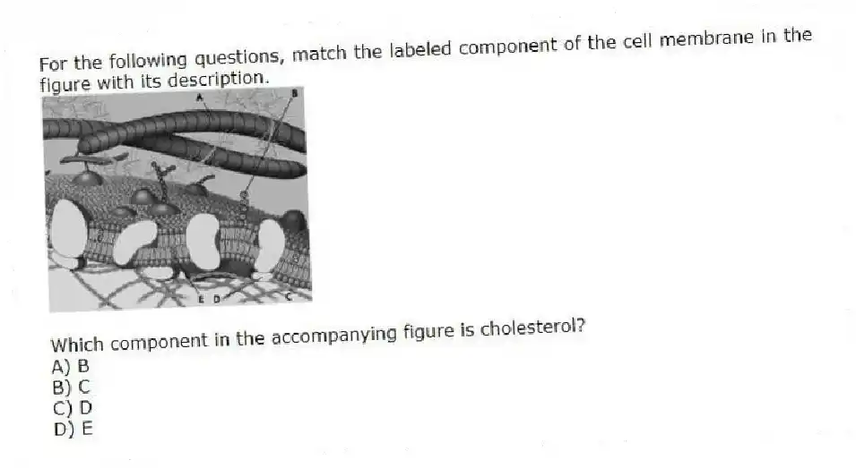 For the following questions, match the labeled component of the cell membrane in the figure with its description.
-
Which component in the accompanying figure is cholesterol?
A) B
B) C
C) D
D) E
