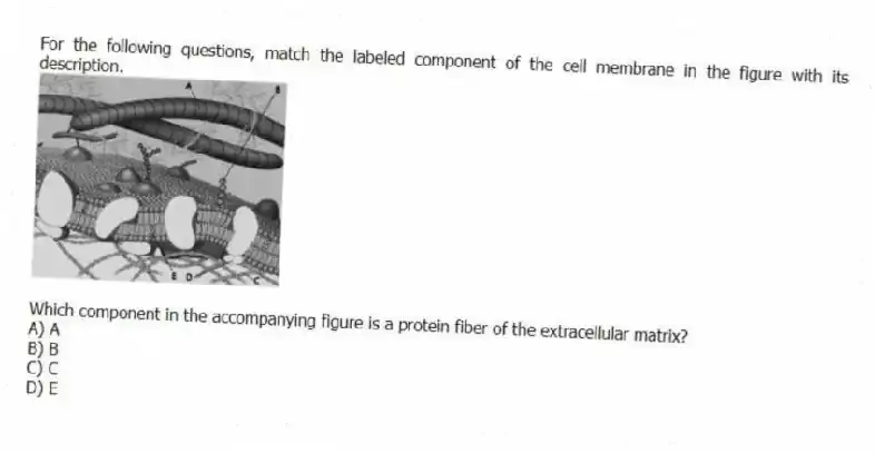 For the following questions, match the labeled component of the cell membrane in the figure with its description.
-
Which component in the accompanying figure is a protein fiber of the extracellular matrix?
A) A
B) B
C) C
D) E