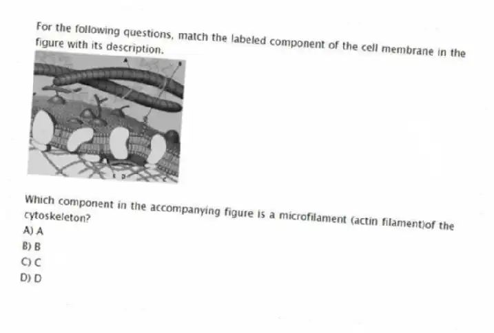 For the following questions, match the labeled component of the cell membrane in the figure with its description.
-
Which component in the accompanying figure is a microfilament (actin filament)of the cytoskeleton?
A) A
B) B
C) C
D) D