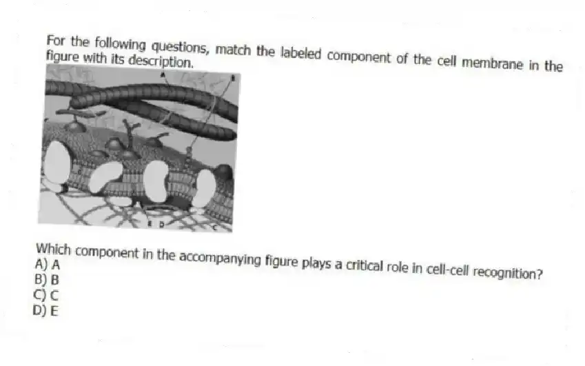 For the following questions, match the labeled component of the cell membrane in the figure with its description.
-
Which component in the accompanying figure plays a critical role in cell-cell recognition?
A) A
B) B
C) C
D) E