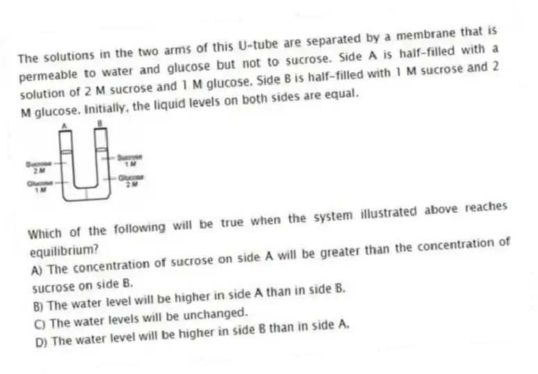The solutions in the two arms of this U-tube are separated by a membrane that is permeable to water and glucose but not to sucrose. Side A is half-filled with a solution of 2 M sucrose and 1 M glucose. Side B is half-filled with 1 M sucrose and 2 M glucose. Initially, the liquid levels on both sides are equal.
Which of the following will be true when the system illustrated above reaches equilibrium?
A) The concentration of sucrose on side A will be greater than the concentration of sucrose on side B.
B) The water level will be higher in side A than in side B.
C) The water levels will be unchanged.
D) The water level will be higher in side B than in side A.