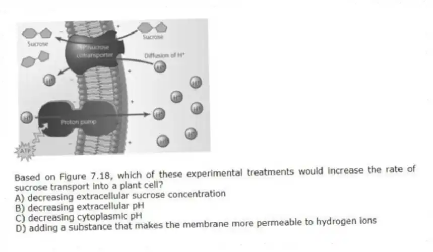Based on Figure 7.18, which of these experimental treatments would increase the rate of sucrose transport into a plant cell?
A) decreasing extracellular sucrose concentration
B) decreasing extracellular pH
C) decreasing cytoplasmic pH
D) adding a substance that makes the membrane more permeable to hydrogen ions