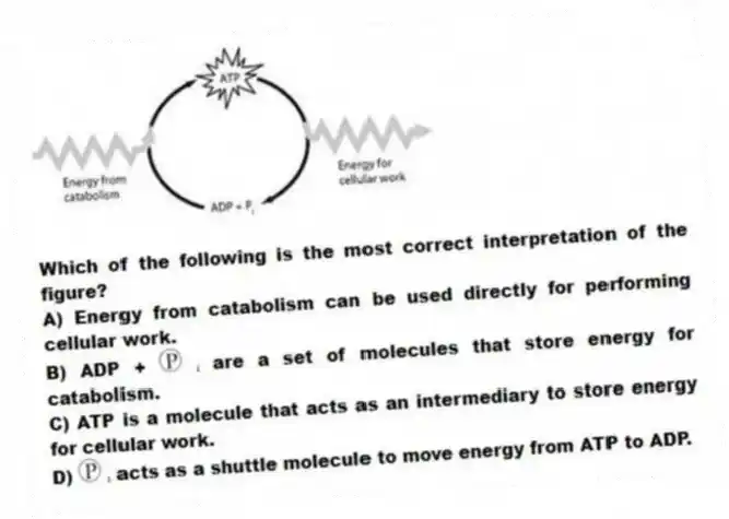 Which of the following is the most correct interpretation of the figure?
A) Energy from catabolism can be used directly for performing cellular work.
B) ADP + ᵢ are a set of molecules that store energy for catabolism.
C) ATP is a molecule that acts as an intermediary to store energy for cellular work.
D) ᵢ acts as a shuttle molecule to move energy from ATP to ADP.