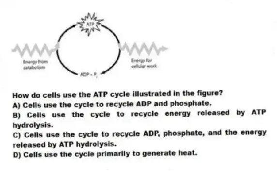 How do cells use the ATP cycle illustrated in the figure?
A) Cells use the cycle to recycle ADP and phosphate.
B) Cells use the cycle to recycle energy released by ATP hydrolysis.
C) Cells use the cycle to recycle ADP, phosphate, and the energy released by ATP hydrolysis.
D) Cells use the cycle primarily to generate heat.
