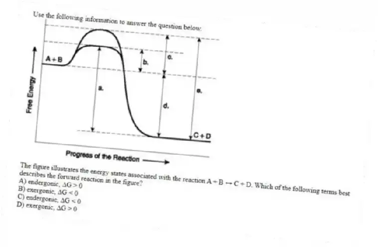 Use the following information to answer the question below.
The figure illustrates the energy states associated with the reaction A + B ↔ C + D. Which of the following terms best describes the forward reaction in the figure?
A) endergonic, ∆G > 0
B) exergonic, ∆G < 0
C) endergonic, ∆G < 0
D) exergonic, ∆G > 0