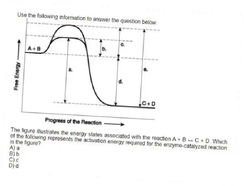 Use the following information to answer the question below.

The figure illustrates the energy states associated with the reaction A + B ↔ C + D. Which of the following represents the activation energy required for the enzyme-catalyzed reaction in the figure?
A) a 
B) b 
C) c 
D) d
