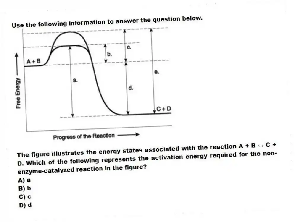 Use the following information to answer the question below.
The figure illustrates the energy states associated with the reaction A + B ↔ C + D. Which of the following represents the activation energy required for the non-enzyme-catalyzed reaction in the figure?
A) a
B) b
C) c
D) d