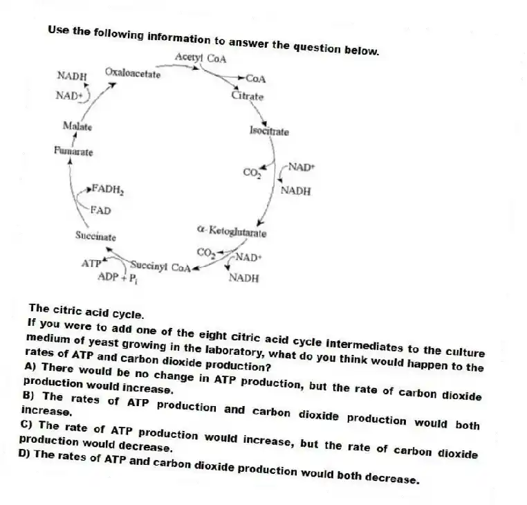 Use the following information to answer the question below.
The citric acid cycle.
If you were to add one of the eight citric acid cycle intermediates to the culture medium of yeast growing in the laboratory, what do you think would happen to the rates of ATP and carbon dioxide production?
A) There would be no change in ATP production, but the rate of carbon dioxide production would increase.
B) The rates of ATP production and carbon dioxide production would both increase.
C) The rate of ATP production would increase, but the rate of carbon dioxide production would decrease.
D) The rates of ATP and carbon dioxide production would both decrease.