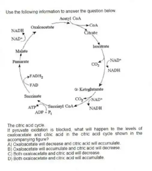 Use the following information to answer the question below.
The citric acid cycle.
If pyruvate oxidation is blocked, what will happen to the levels of oxaloacetate and citric acid in the citric acid cycle shown in the accompanying figure?
A) Oxaloacetate will decrease and citric acid will accumulate.
B) Oxaloacetate will accumulate and citric acid will decrease.
C) Both oxaloacetate and citric acid will decrease.
D) Both oxaloacetate and citric acid will accumulate.