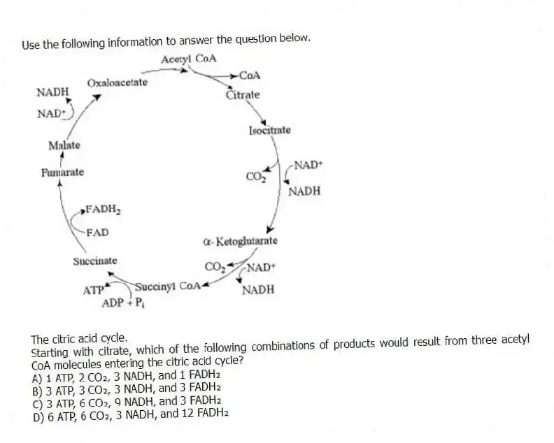 Use the following information to answer the question below.
The citric acid cycle.
Starting with citrate, which of the following combinations of products would result from three acetyl CoA molecules entering the citric acid cycle?
A) 1 ATP, 2 CO₂, 3 NADH, and 1 FADH₂
B) 3 ATP, 3 CO₂, 3 NADH, and 3 FADH₂
C) 3 ATP, 6 CO₂, 9 NADH, and 3 FADH₂
D) 6 ATP, 6 CO₂, 3 NADH, and 12 FADH₂