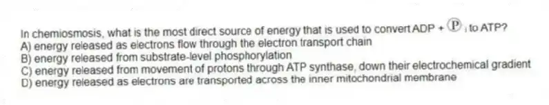 In chemiosmosis, what is the most direct source of energy that is used to convert ADP + ᵢ to ATP?
A) energy released as electrons flow through the electron transport chain
B) energy released from substrate-level phosphorylation
C) energy released from movement of protons through ATP synthase, down their electrochemical gradient
D) energy released as electrons are transported across the inner mitochondrial membrane