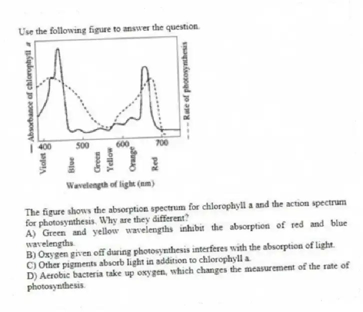 Use the following figure to answer the question.
The figure shows the absorption spectrum for chlorophyll a and the action spectrum for photosynthesis. Why are they different?
A) Green and yellow wavelengths inhibit the absorption of red and blue wavelengths.
B) Oxygen given off during photosynthesis interferes with the absorption of light.
C) Other pigments absorb light in addition to chlorophyll a.
D) Aerobic bacteria take up oxygen, which changes the measurement of the rate of photosynthesis.
