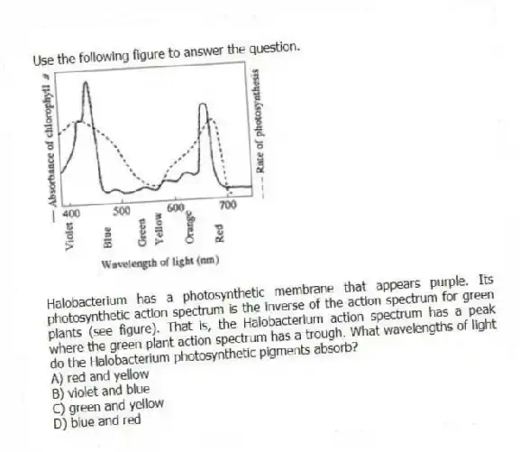 Use the following figure to answer the question.
Halobacterium has a photosynthetic membrane that appears purple. Its photosynthetic action spectrum is the inverse of the action spectrum for green plants (see figure). That is, the Halobacterium action spectrum has a peak where the green plant action spectrum has a trough. What wavelengths of light do the Halobacterium photosynthetic pigments absorb?
A) red and yellow
B) violet and blue
C) green and yellow
D) blue and red