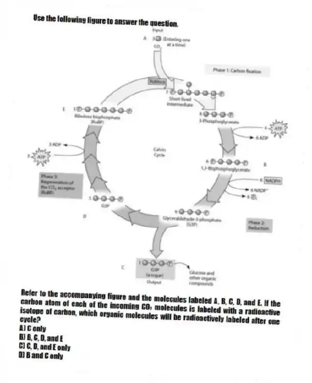 Use the following figure to answer the question.
Refer to the accompanying figure and the molecules labeled A, B, C, D, and E. If the carbon atom of each of the incoming CO₂ molecules is labeled with a radioactive isotope of carbon, which organic molecules will be radioactively labeled after one cycle?
A) C only
B) B, C, D, and E
C) C, D, and E only
D) B and C only