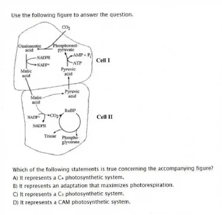 Use the following figure to answer the question.
Which of the following statements is true concerning the accompanying figure?
A) It represents a C₄ photosynthetic system.
B) It represents an adaptation that maximizes photorespiration.
C) It represents a C₃ photosynthetic system.
D) It represents a CAM photosynthetic system.