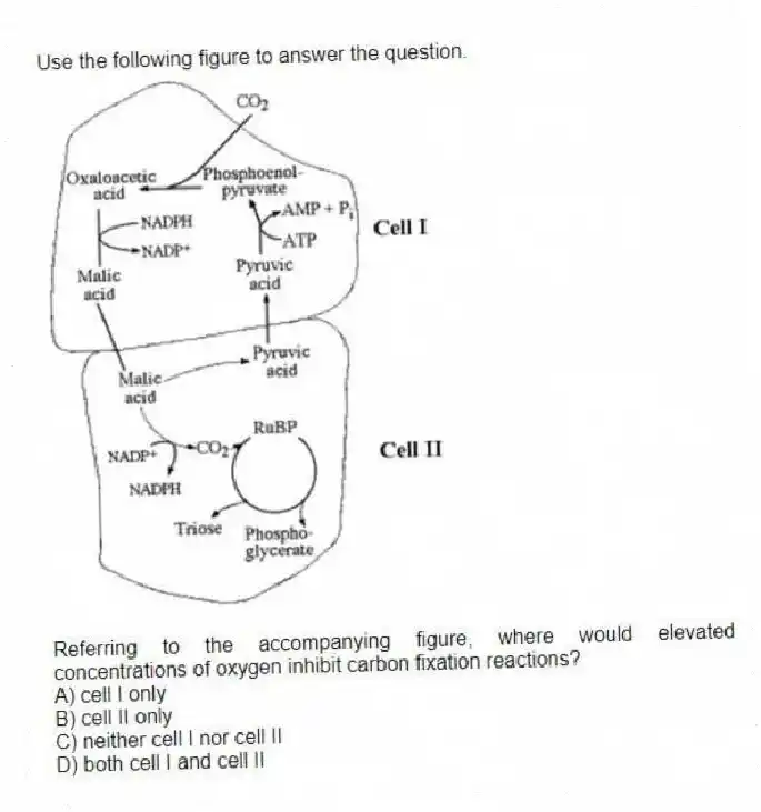 Use the following figure to answer the question.
Referring to the accompanying figure, where would elevated concentrations of oxygen inhibit carbon fixation reactions?
A) cell I only
B) cell II only
C) neither cell I nor cell II
D) both cell I and cell II