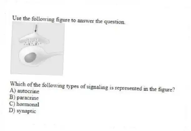 Use the following figure to answer the question.
Which of the following types of signaling is represented in the figure?
A) autocrine
B) paracrine
C) hormonal
D) synaptic