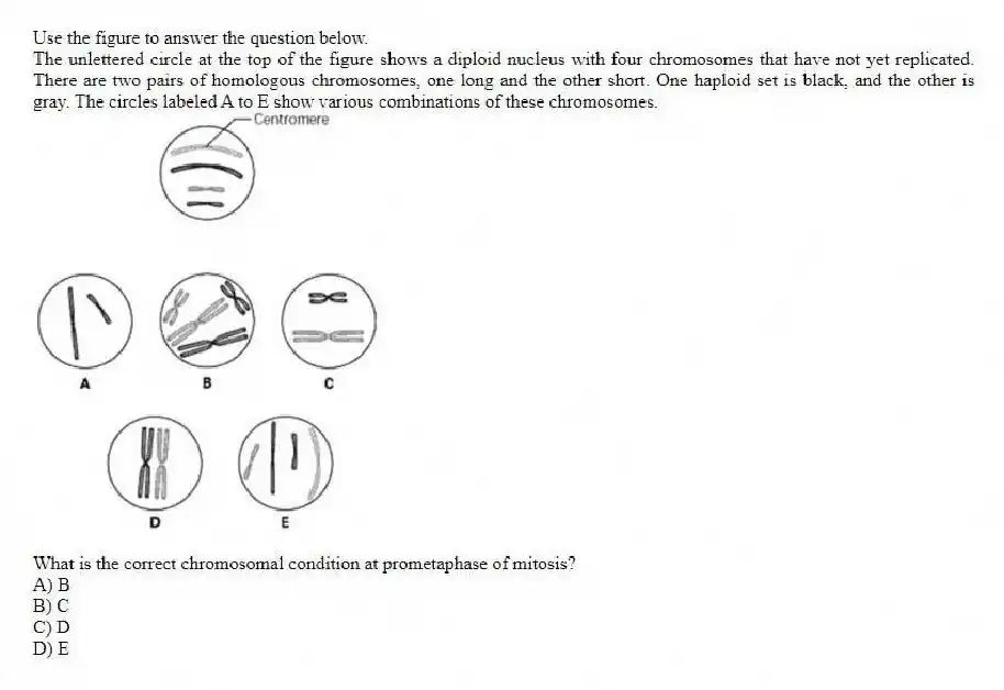 Use the figure to answer the question below.
The unlettered circle at the top of the figure shows a diploid nucleus with four chromosomes that have not yet replicated. There are two pairs of homologous chromosomes, one long and the other short. One haploid set is black, and the other is gray. The circles labeled A to E show various combinations of these chromosomes.
What is the correct chromosomal condition at prometaphase of mitosis?
A) B
B) C
C) D
D) E