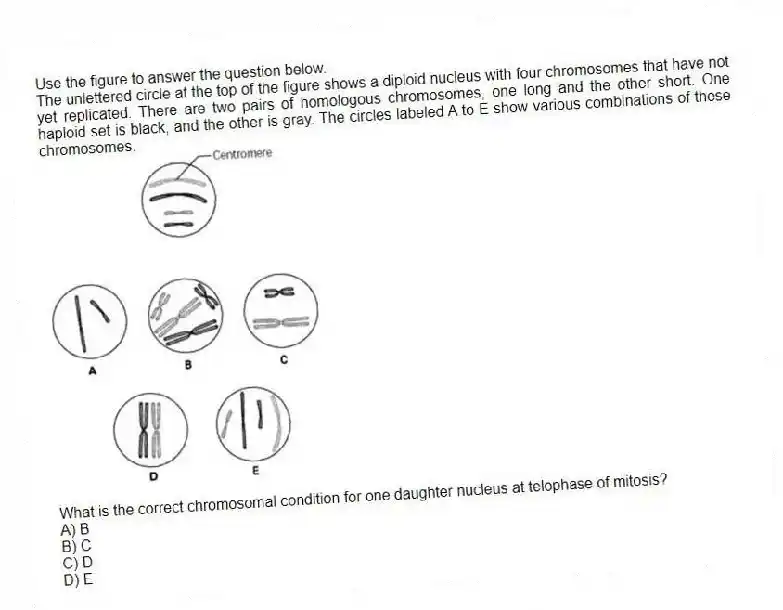 Use the figure to answer the question below.
The unlettered circle at the top of the figure shows a diploid nucleus with four chromosomes that have not yet replicated. There are two pairs of homologous chromosomes, one long and the other short. One haploid set is black, and the other is gray. The circles labeled A to E show various combinations of these chromosomes.
What is the correct chromosomal condition for one daughter nucleus at telophase of mitosis?
A) B
B) C
C) D
D) E