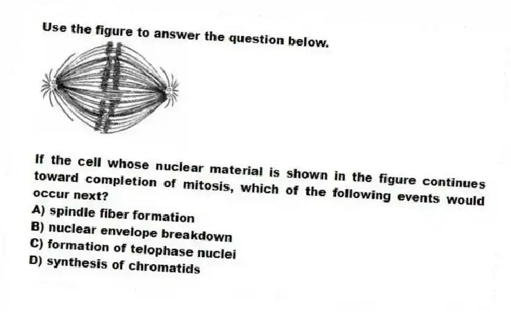Use the figure to answer the question below.
If the cell whose nuclear material is shown in the figure continues toward completion of mitosis, which of the following events would occur next?
A) spindle fiber formation
B) nuclear envelope breakdown
C) formation of telophase nuclei
D) synthesis of chromatids