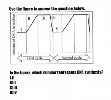 Use the figure to answer the question below.
In the figure, which number represents DNA synthesis?
A)I
B)II
C)III
D)IV