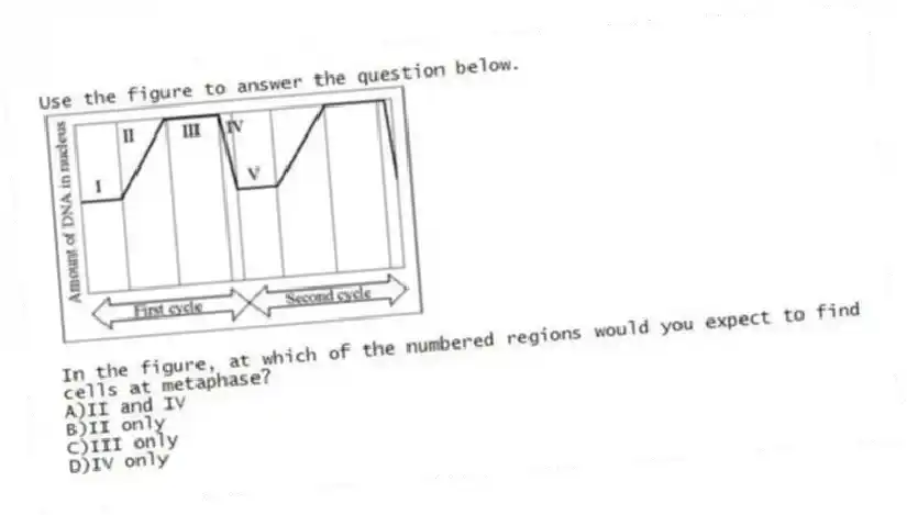 Use the figure to answer the question below.
In the figure, at which of the numbered regions would you expect to find cells at metaphase?
A)II and IV
B)II only
C)III only
D)IV only