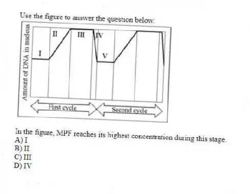 Use the figure to answer the question below.

In the figure, MPF reaches its highest concentration during this stage.
A) I 
B) II 
C) III 
D) IV
