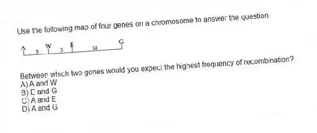 Use the following map of four genes on a chromosome to answer the question.
Between which two genes would you expect the highest frequency of recombination?
A) A and W
B) E and G
C) A and E
D) A and G