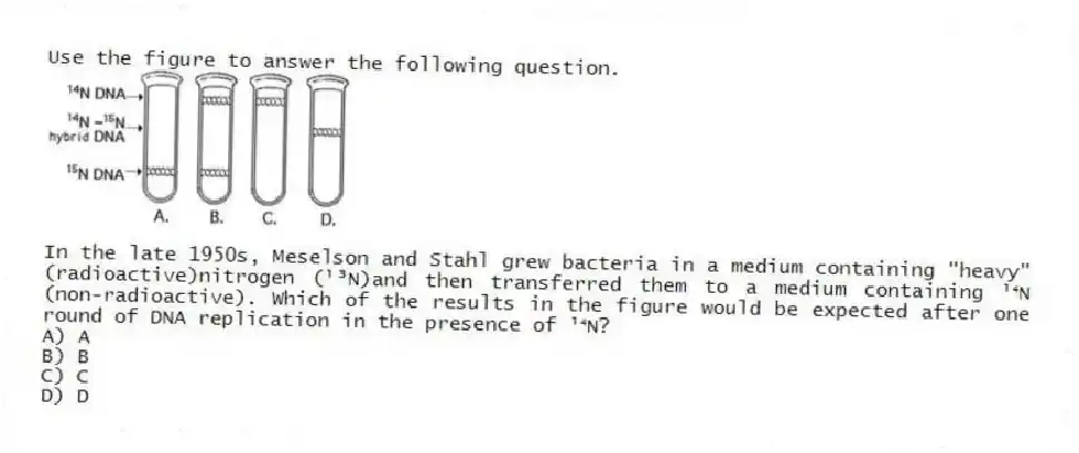 Use the figure to answer the following question.

In the late 1950s, Meselson and Stahl grew bacteria in a medium containing "heavy" (radioactive)nitrogen (¹³N)and then transferred them to a medium containing ¹⁴N (non-radioactive). Which of the results in the figure would be expected after one round of DNA replication in the presence of ¹⁴N?
A) A 
B) B 
C) C 
D) D
