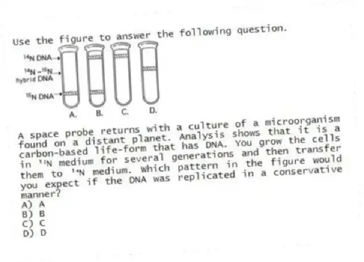 Use the figure to answer the following question.

A space probe returns with a culture of a microorganism found on a distant planet. Analysis shows that it is a carbon-based life-form that has DNA. You grow the cells in ¹⁵N medium for several generations and then transfer them to ¹⁴N medium. Which pattern in the figure would you expect if the DNA was replicated in a conservative manner?
A) A 
B) B 
C) C 
D) D
