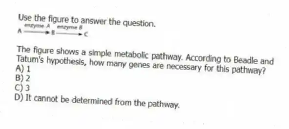 Use the figure to answer the question.
The figure shows a simple metabolic pathway. According to Beadle and Tatum's hypothesis, how many genes are necessary for this pathway?
A) 1
B) 2
C) 3
D) It cannot be determined from the pathway.