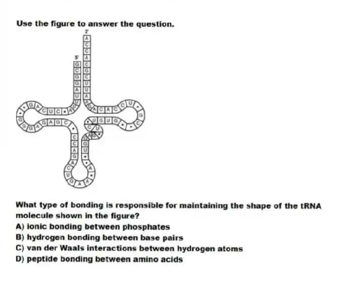 Use the figure to answer the question.
What type of bonding is responsible for maintaining the shape of the tRNA molecule shown in the figure?
A) ionic bonding between phosphates
B) hydrogen bonding between base pairs
C) van der Waals interactions between hydrogen atoms
D) peptide bonding between amino acids