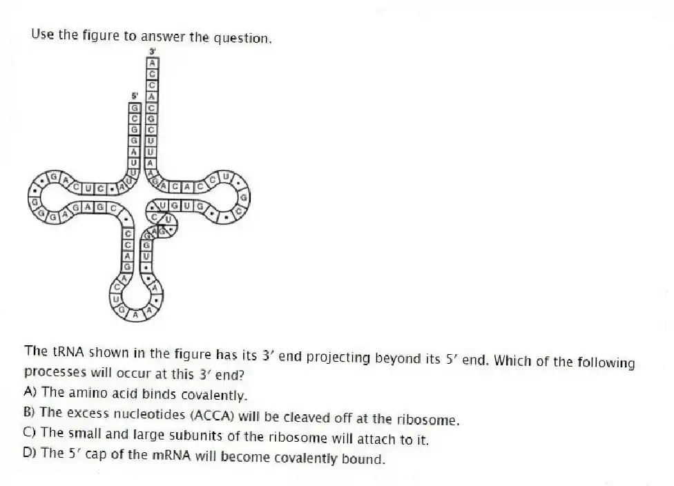 Use the figure to answer the question.
The tRNA shown in the figure has its 3′ end projecting beyond its 5′ end. Which of the following processes will occur at this 3′ end?
A) The amino acid binds covalently.
B) The excess nucleotides (ACCA) will be cleaved off at the ribosome.
C) The small and large subunits of the ribosome will attach to it.
D) The 5′ cap of the mRNA will become covalently bound.